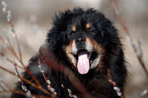 o que é mastim tibetano